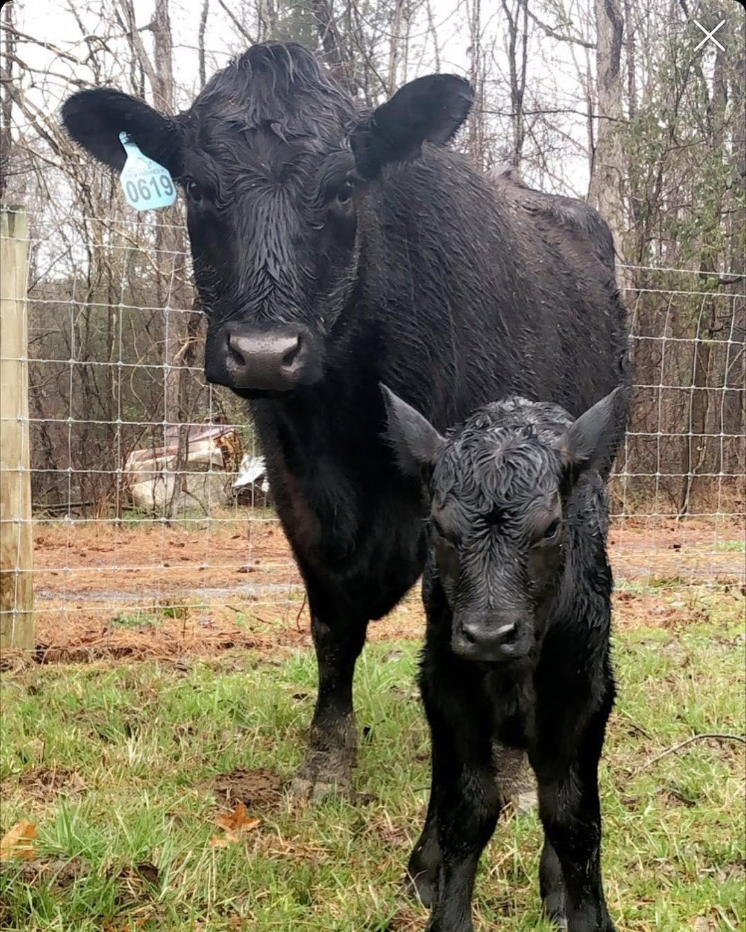 Post 7 by northcarolina_farming on Instagram (image)