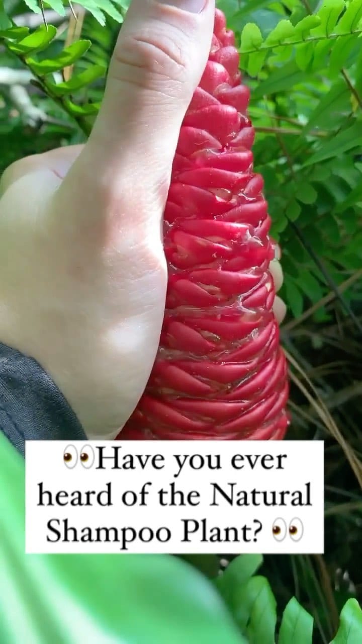 Post 10 by Foraging Florida Hikes on Instagram (video)