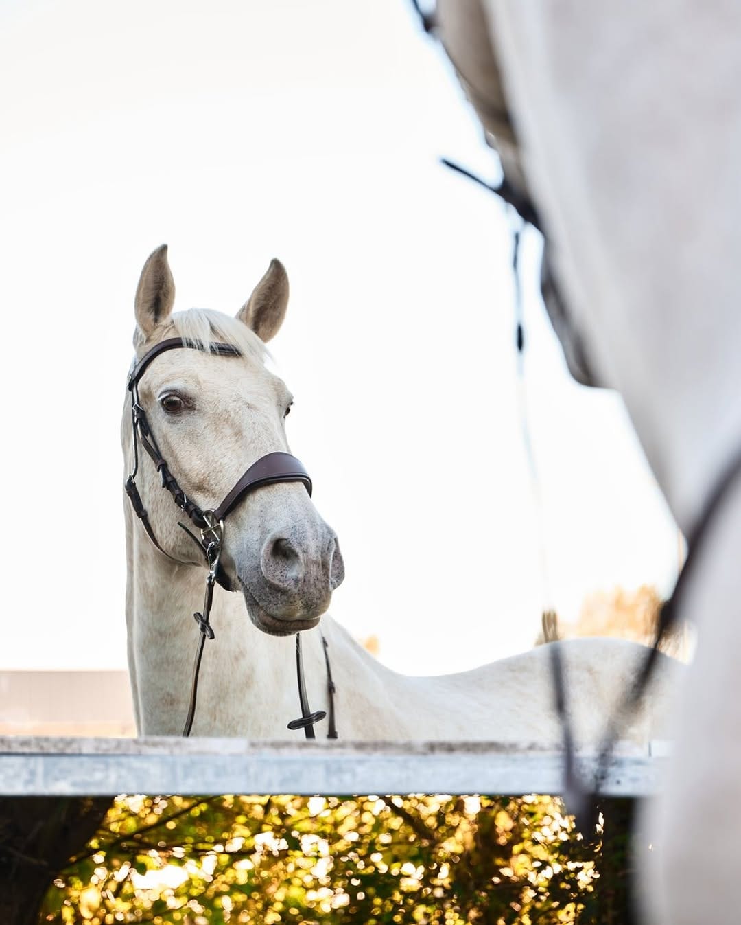 Post 7 by Nalanta Equestrian Equipment on Instagram (image)