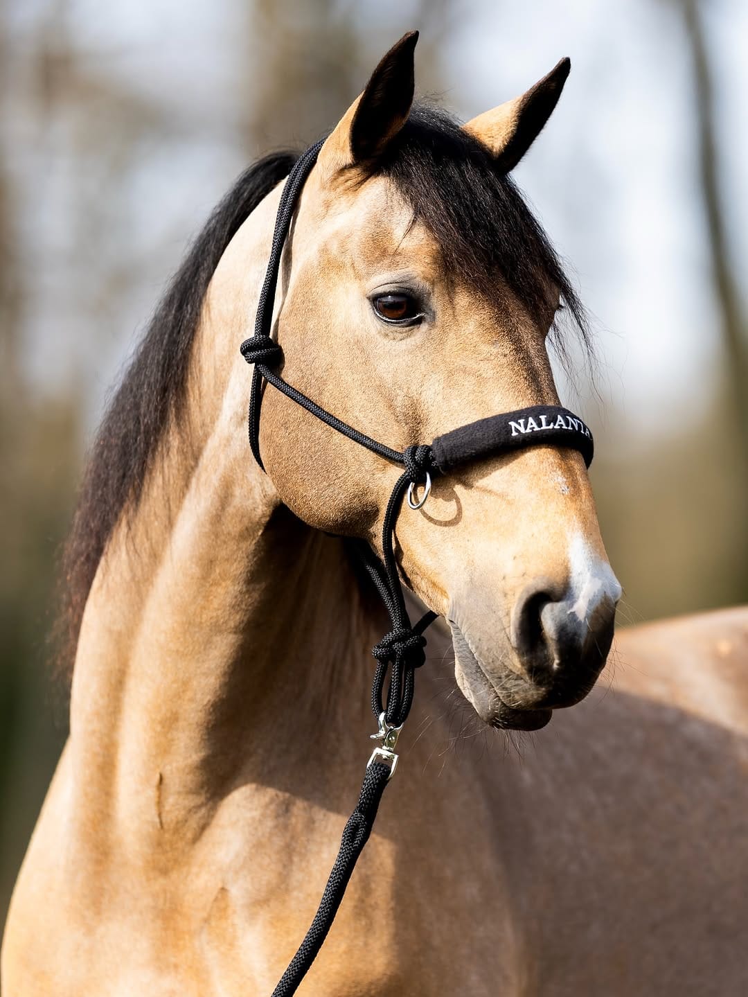 Post 2 by Nalanta Equestrian Equipment on Instagram (carousel)