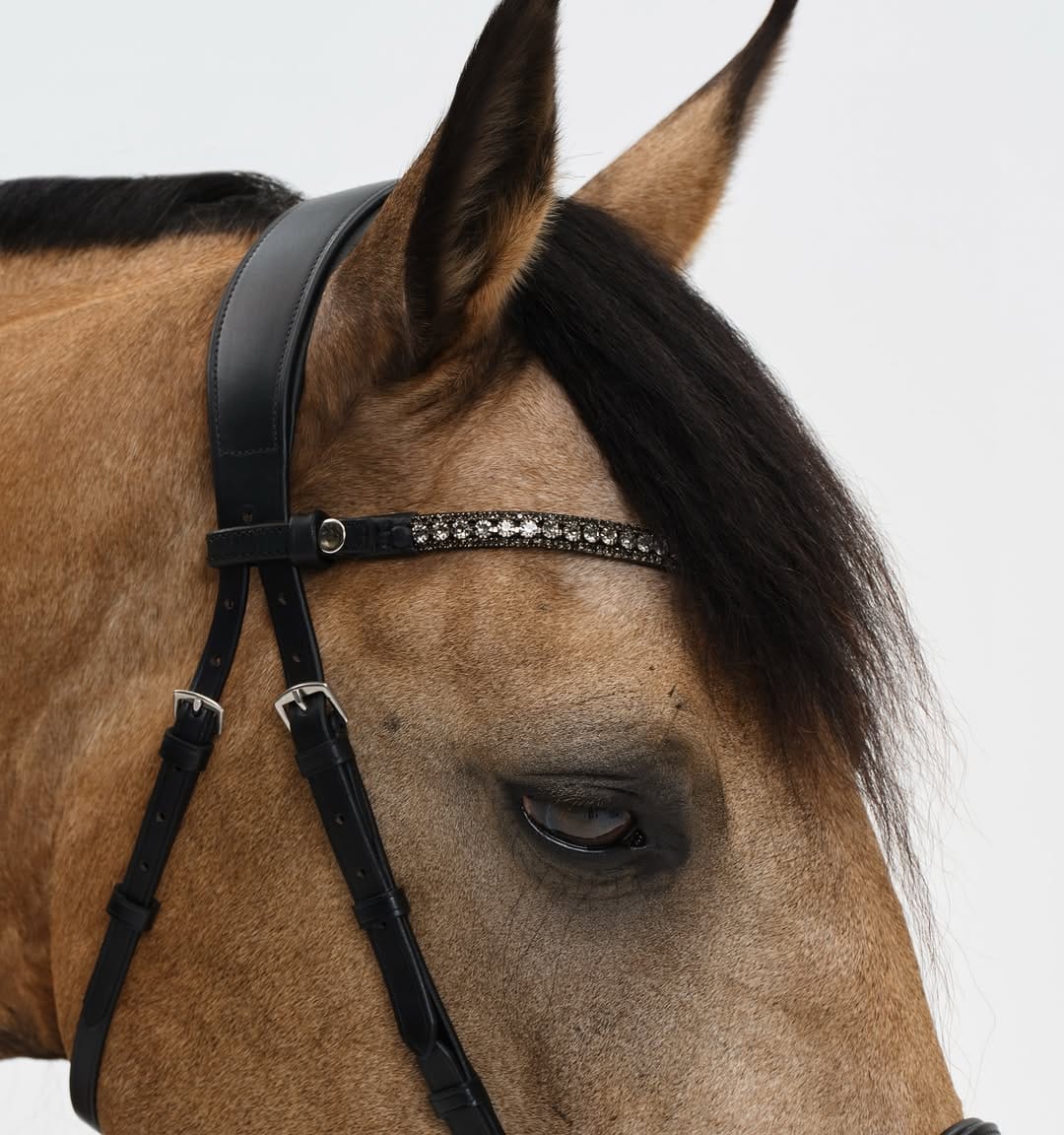 Post 10 by Nalanta Equestrian Equipment on Instagram (carousel)