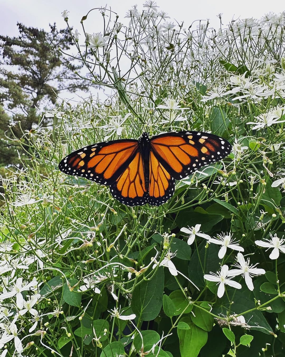 Post 5 by Laura Barnett, LMSW, LCSW, ATR on Instagram (image)