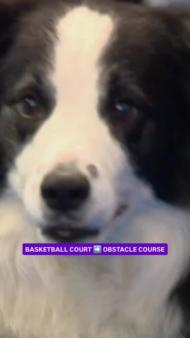 Post 7 by The National Dog Show on Instagram (video)