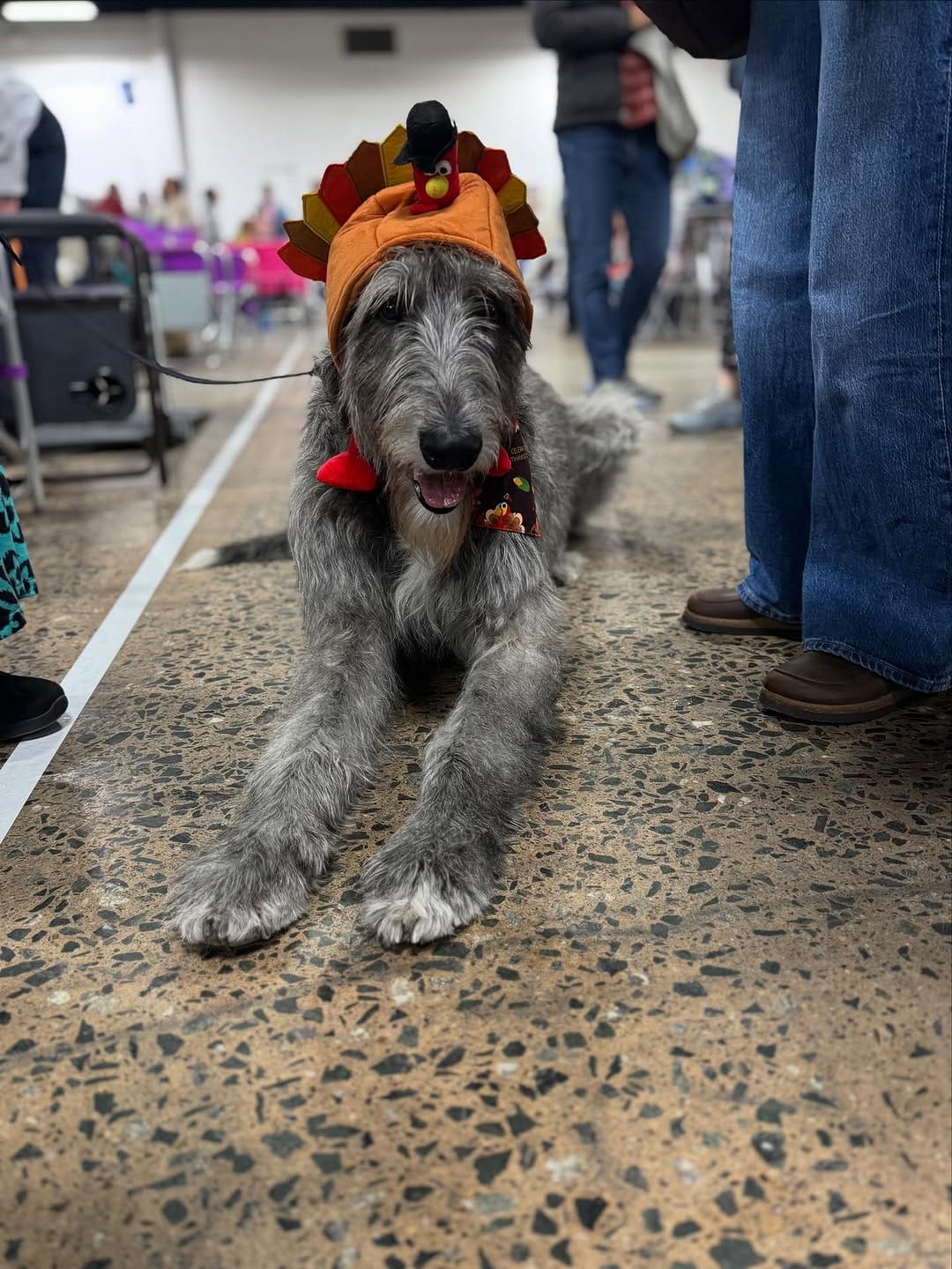 Post 8 by The National Dog Show on Instagram (image)