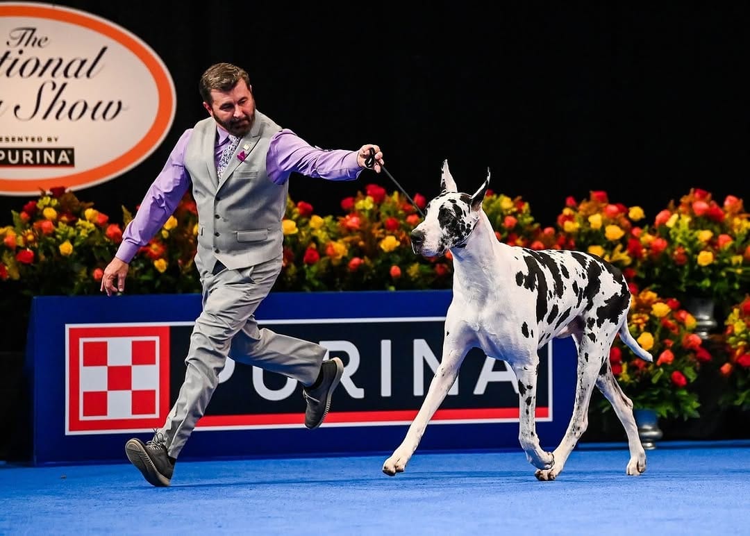 Post 9 by The National Dog Show on Instagram (image)