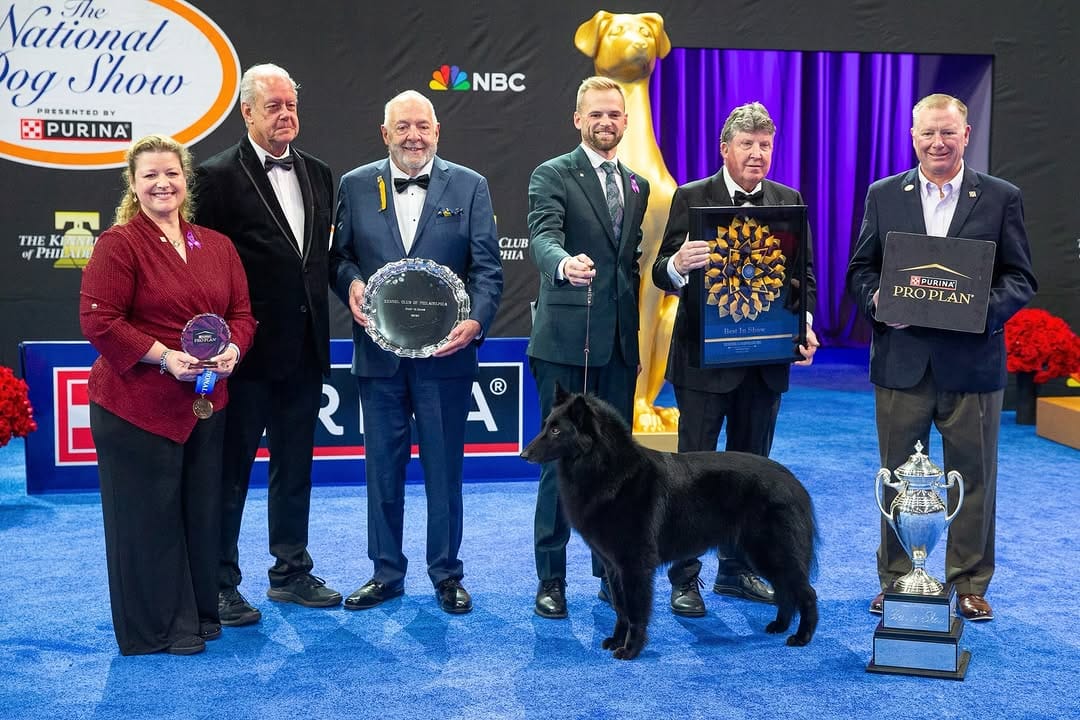 Post 5 by The National Dog Show on Instagram (carousel)