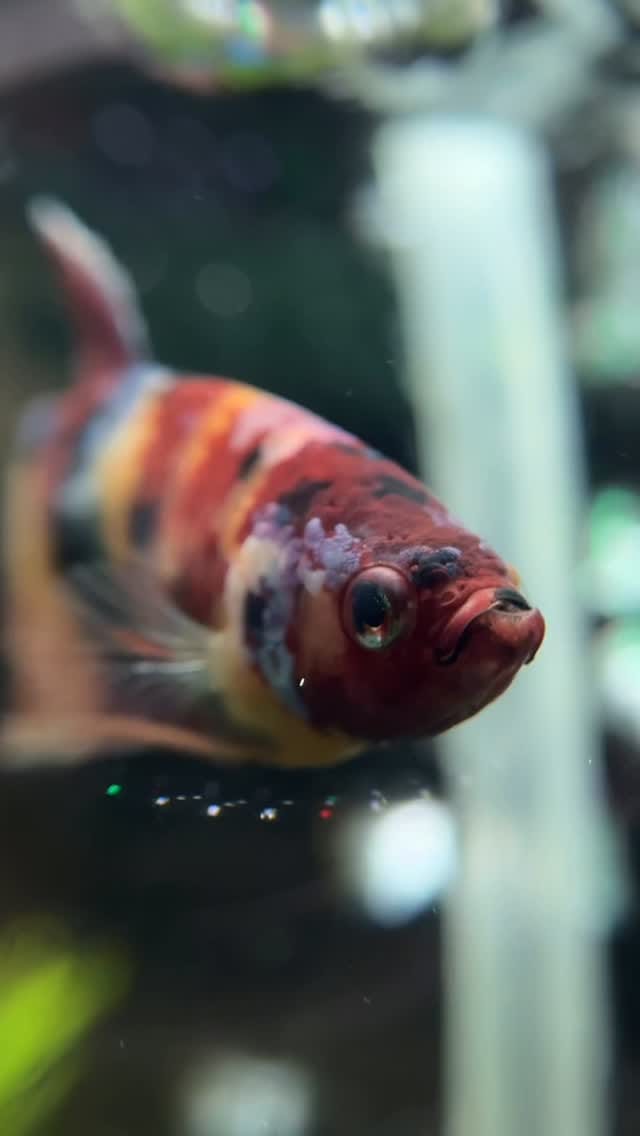 Post 7 by KeepingFishSimple Shop on Instagram (video)