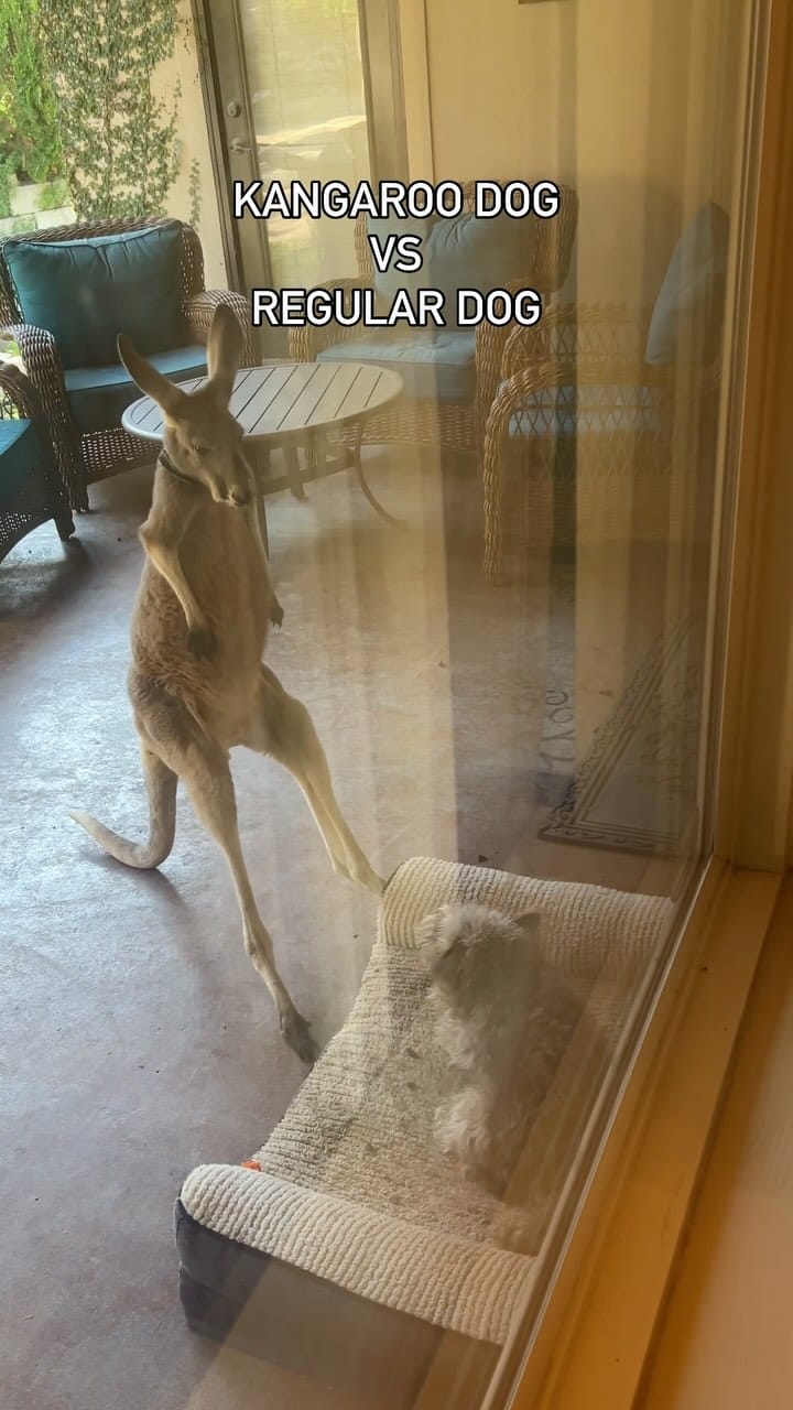 Post 8 by ZEUS. El Mero Necio on Instagram (video)