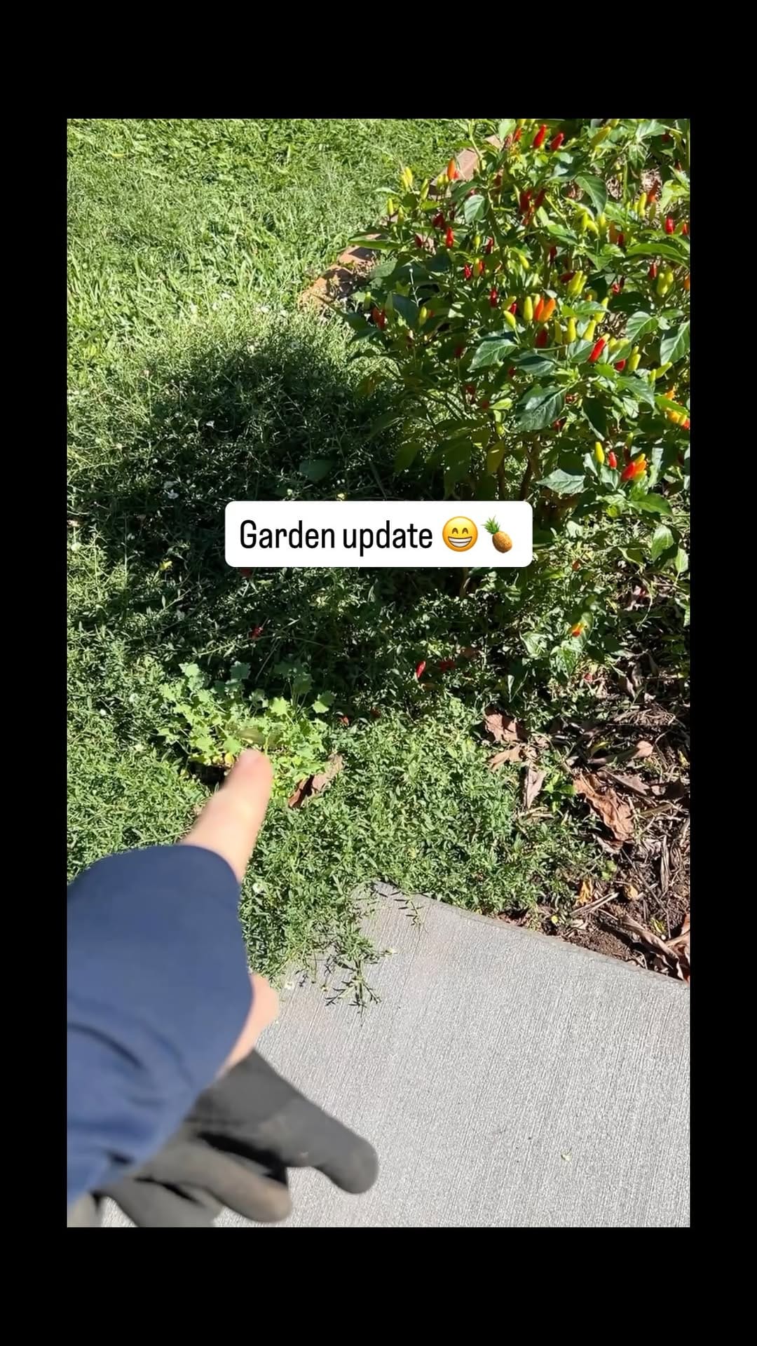 Post 2 by Elly's Everyday on Instagram (video)