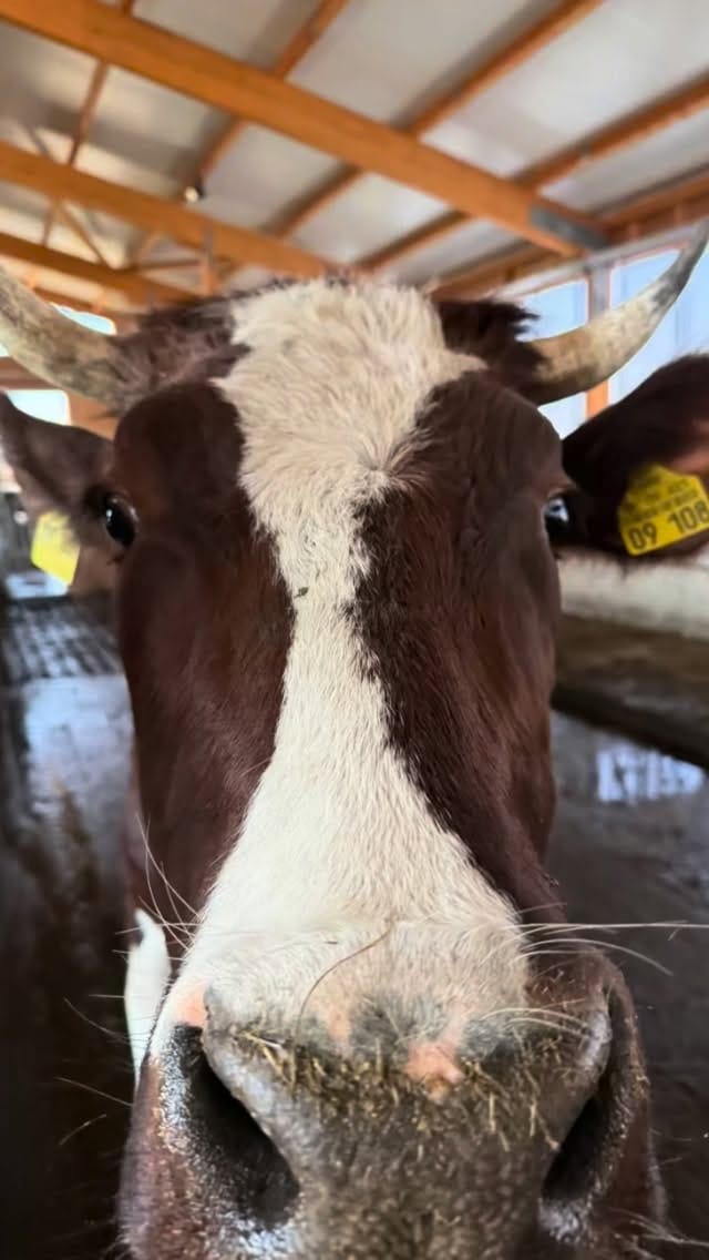 Post 6 by Birkenhof Siegerland on Instagram (video)