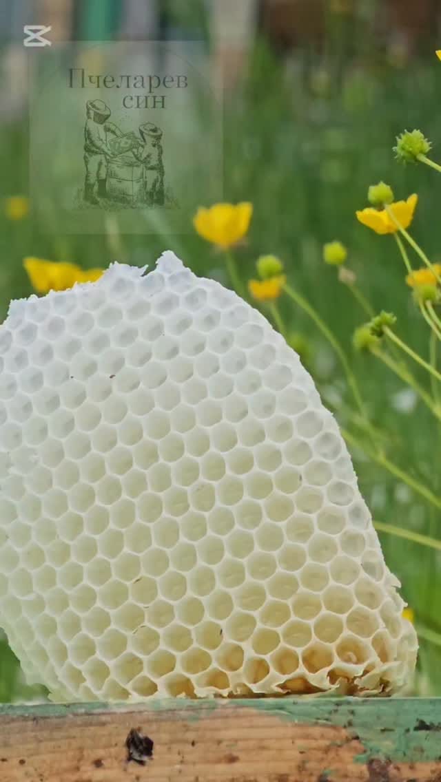Post 5 by Пчеларев син on Instagram (video)