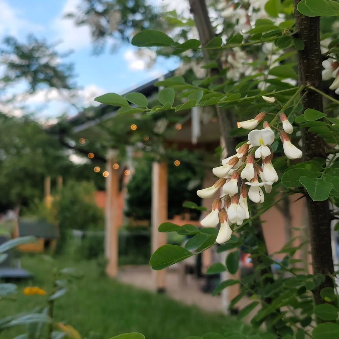 Post 8 by Пчеларев син on Instagram (image)