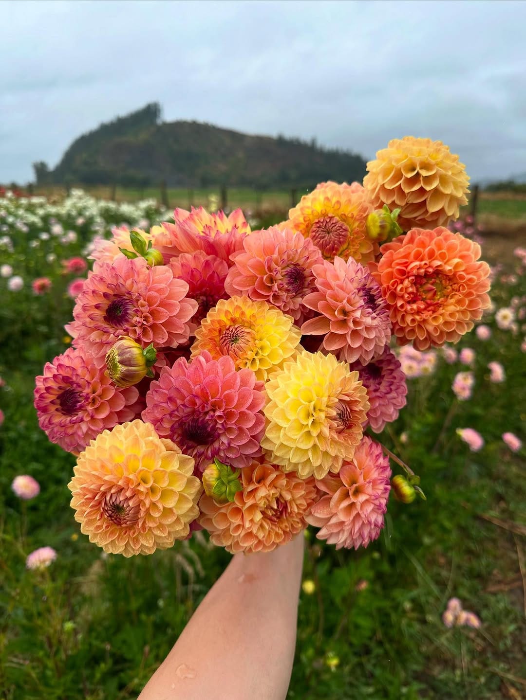 Post 6 by Three Cedars Farm | Cut Flowers, bulbs and Gifts on Instagram (image)