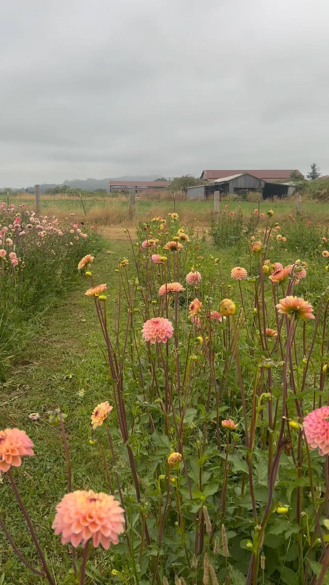 Post 8 by Three Cedars Farm | Cut Flowers, bulbs and Gifts on Instagram (video)