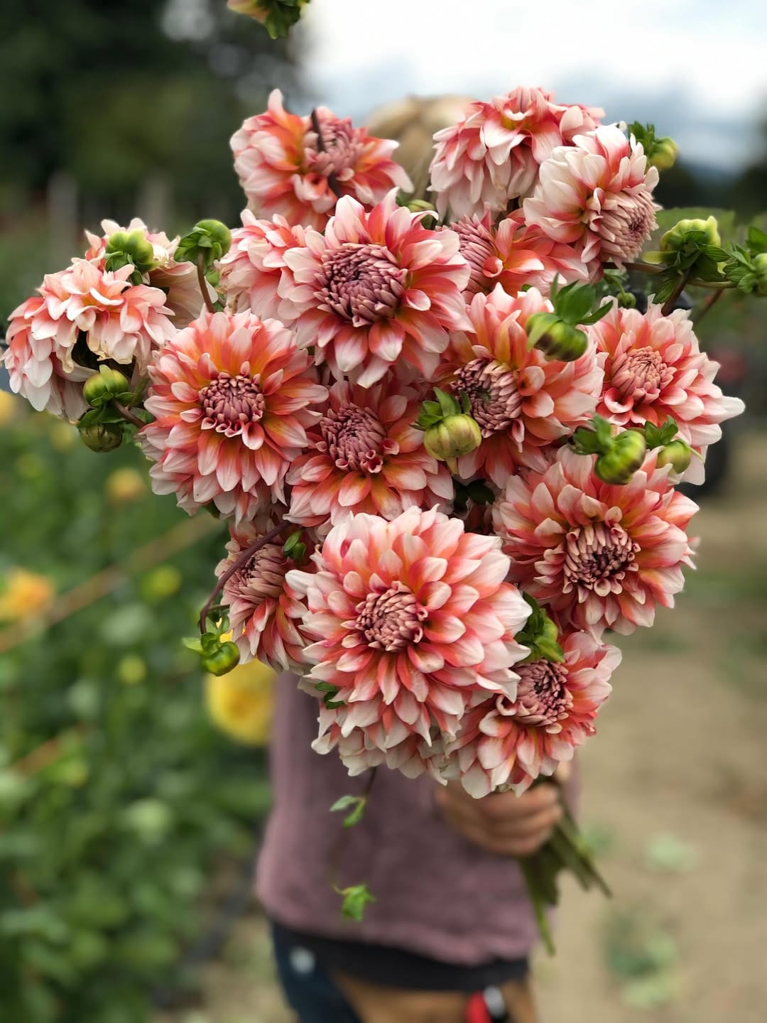 Post 2 by Three Cedars Farm | Cut Flowers, bulbs and Gifts on Instagram (carousel)