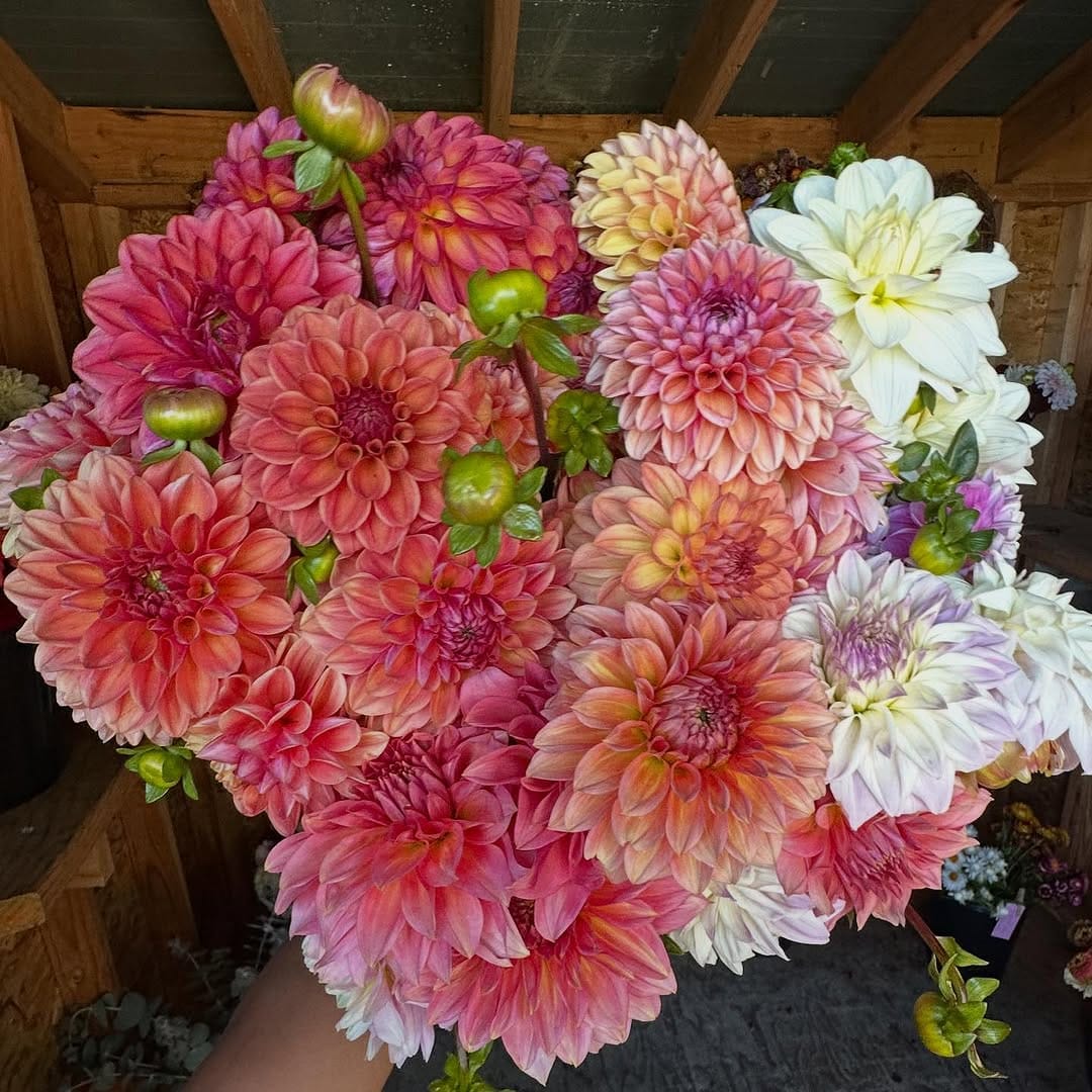 Post 5 by Three Cedars Farm | Cut Flowers, bulbs and Gifts on Instagram (image)