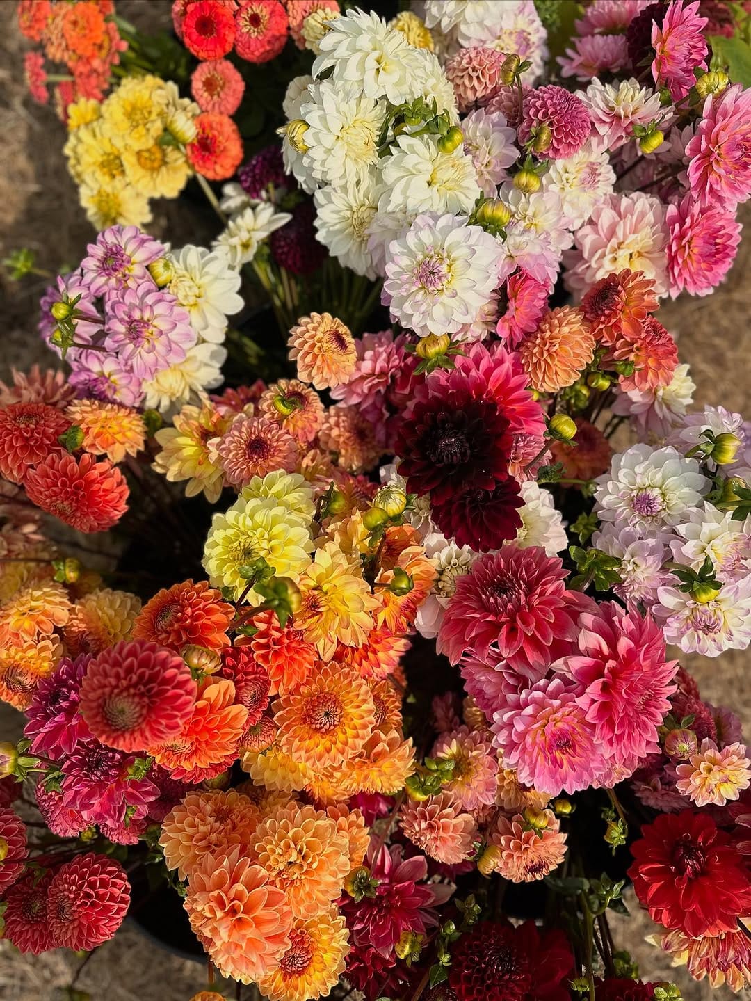 Post 7 by Three Cedars Farm | Cut Flowers, bulbs and Gifts on Instagram (image)