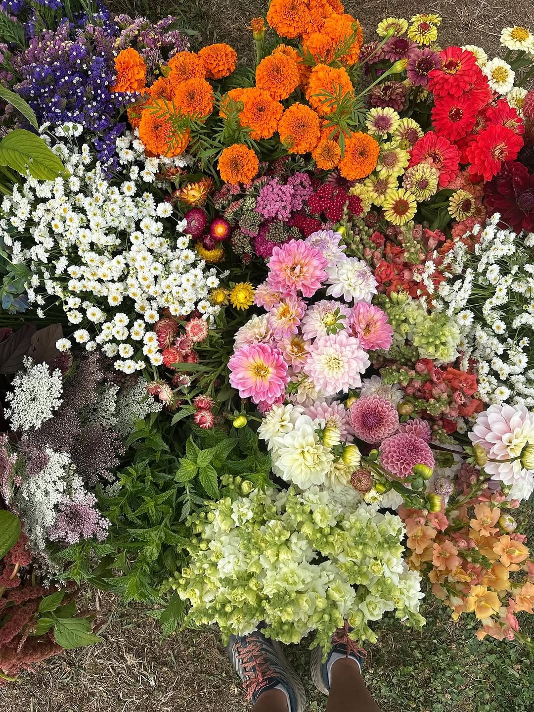 Post 10 by Three Cedars Farm | Cut Flowers, bulbs and Gifts on Instagram (image)
