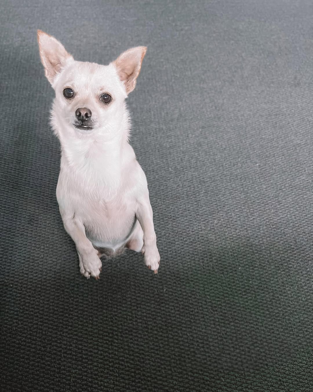 Post 6 by The Pawfect Trio 🤍 on Instagram (image)