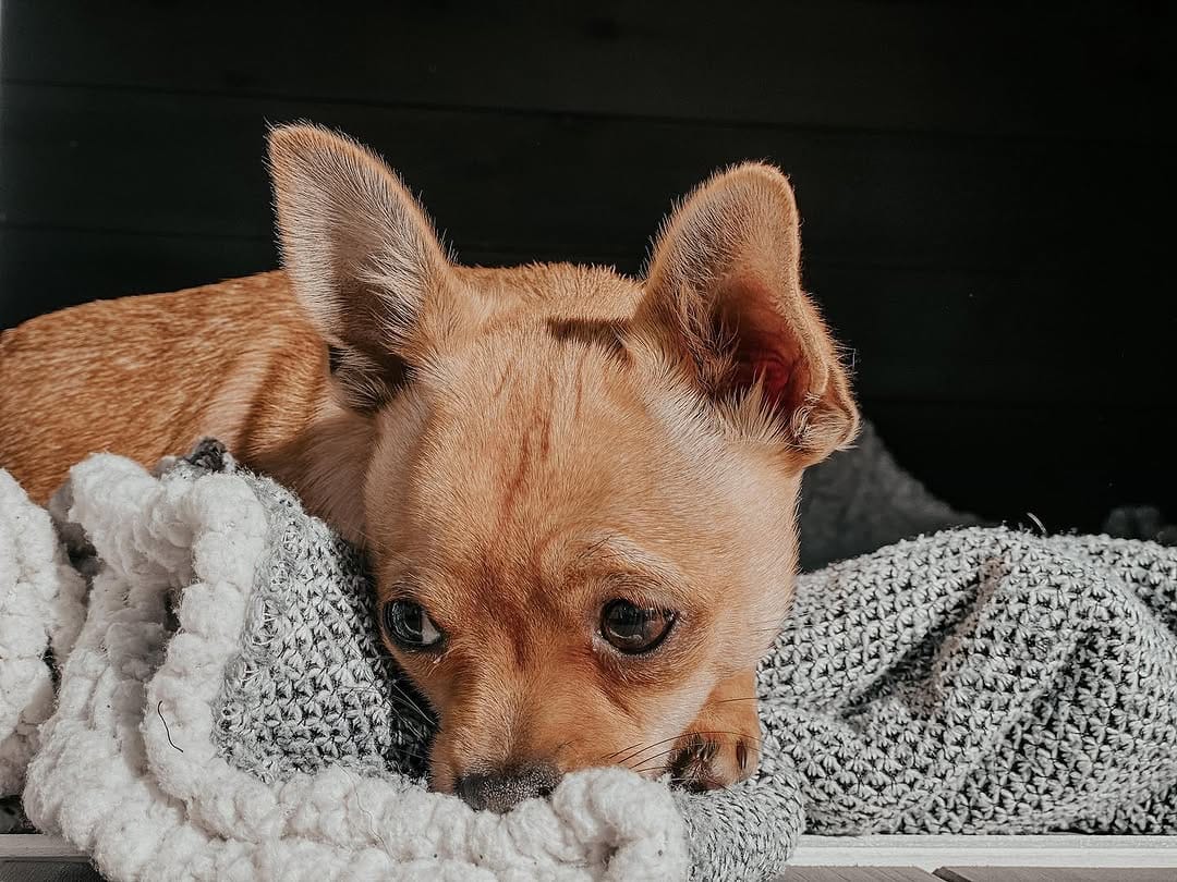 Post 5 by The Pawfect Trio 🤍 on Instagram (image)