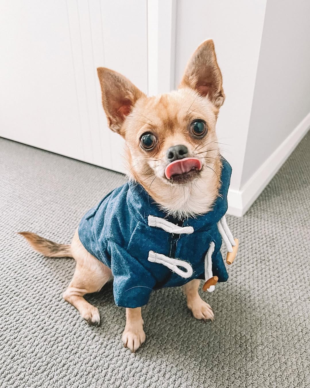 Post 9 by The Pawfect Trio 🤍 on Instagram (image)