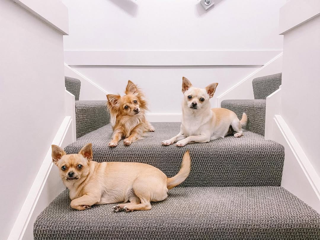 Post 8 by The Pawfect Trio 🤍 on Instagram (image)