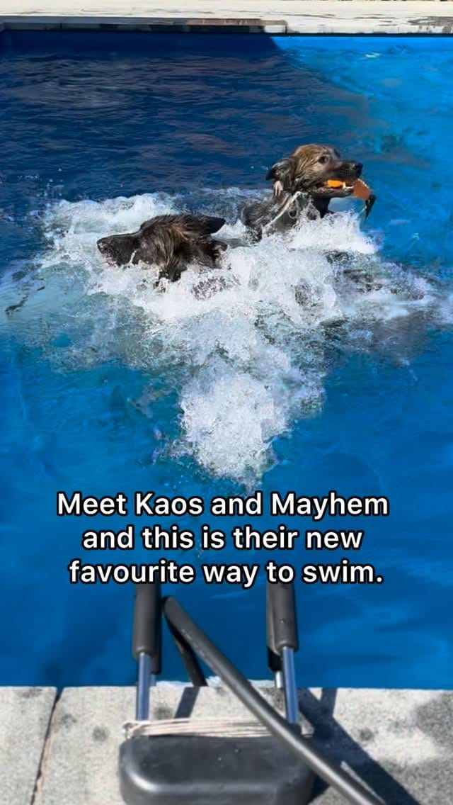 Post 5 by Kaos & Mayhem on Instagram (video)