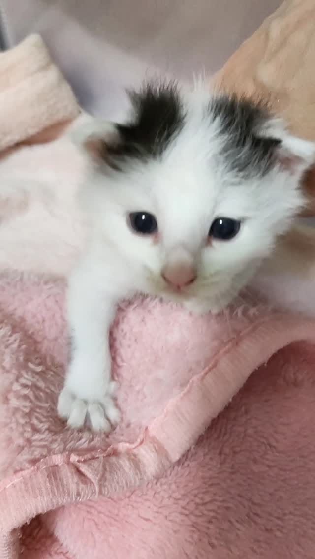 Post 8 by あゆさく on Instagram (video)