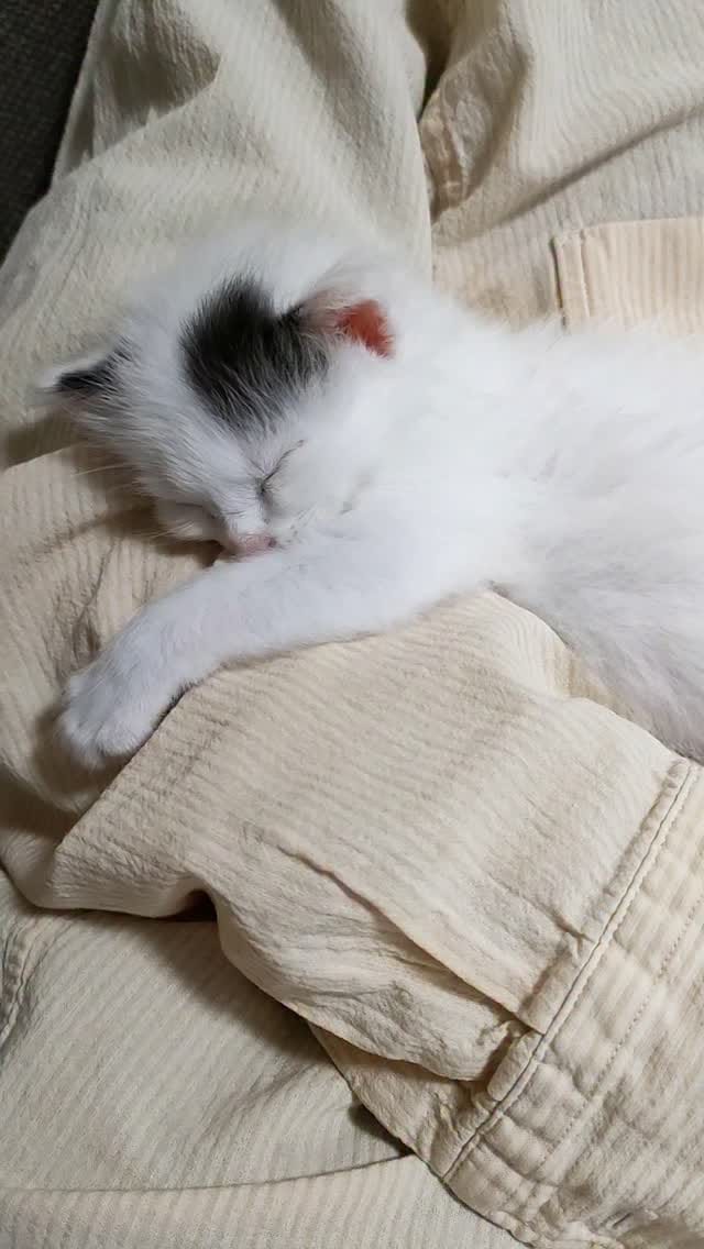 Post 4 by あゆさく on Instagram (video)