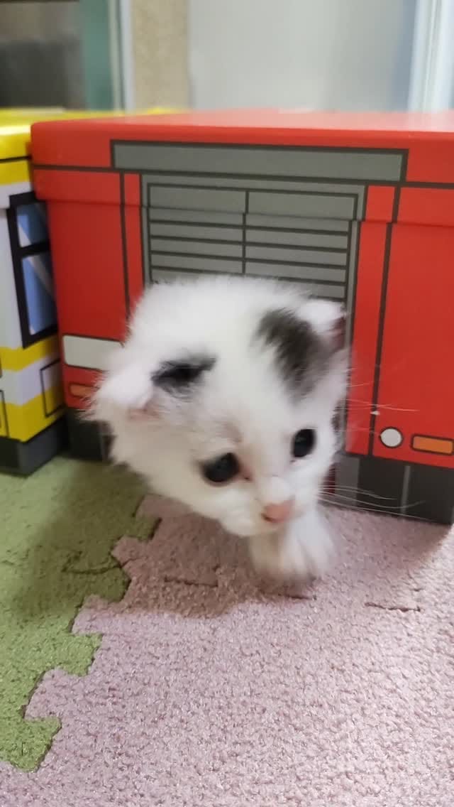 Post 10 by あゆさく on Instagram (video)