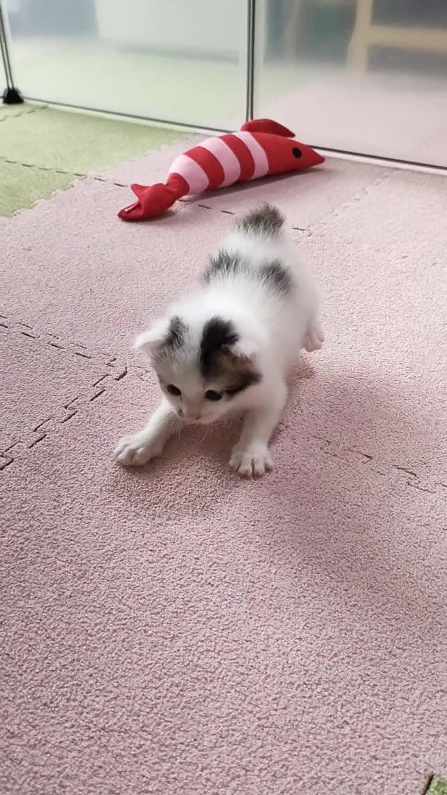 Post 6 by あゆさく on Instagram (video)