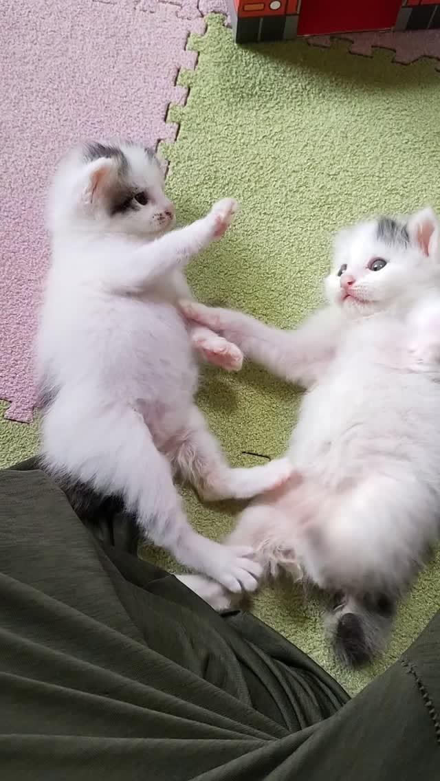 Post 5 by あゆさく on Instagram (video)