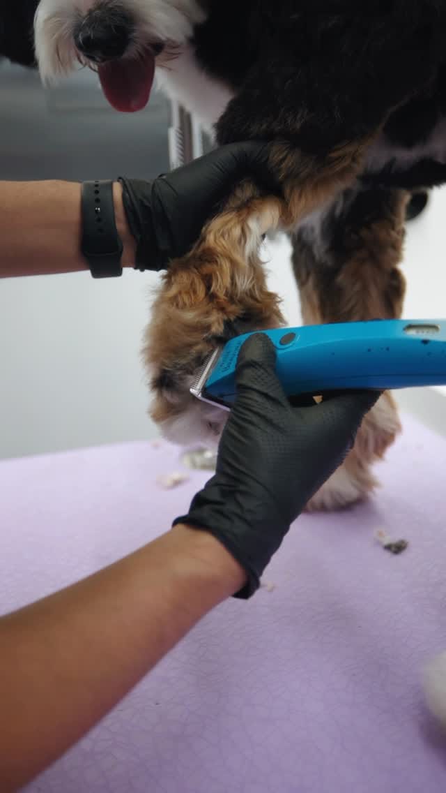 Post 3 by Woozle 🐾 on Instagram (video)