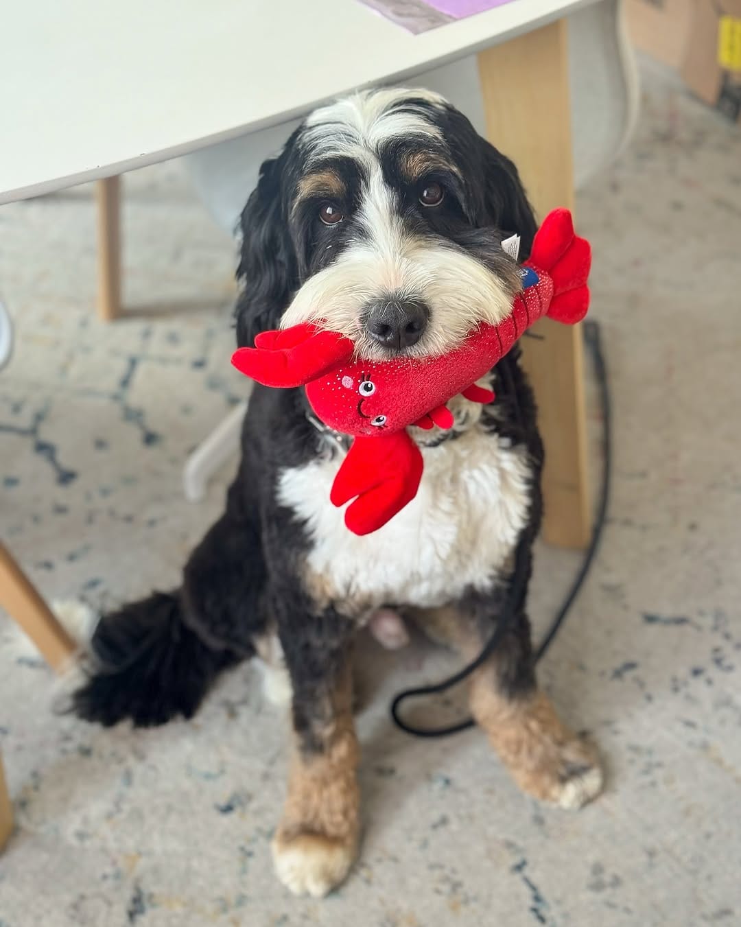 Post 6 by Woozle 🐾 on Instagram (image)