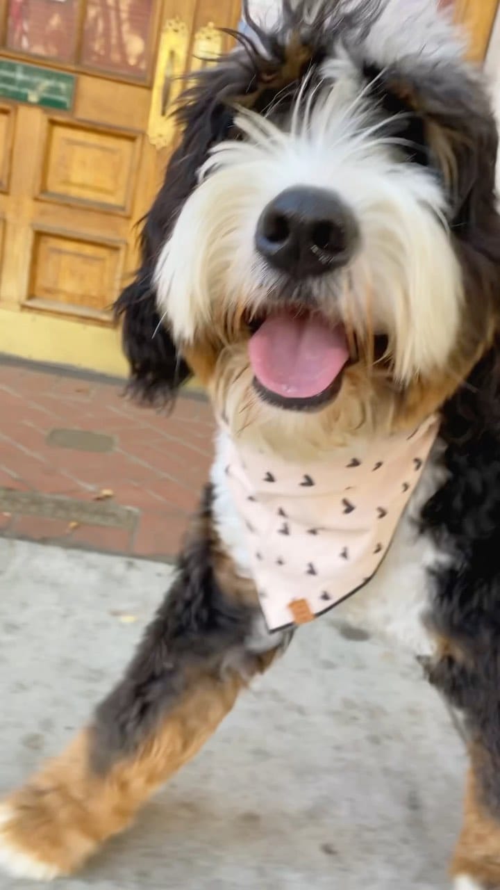 Post 9 by Woozle 🐾 on Instagram (video)