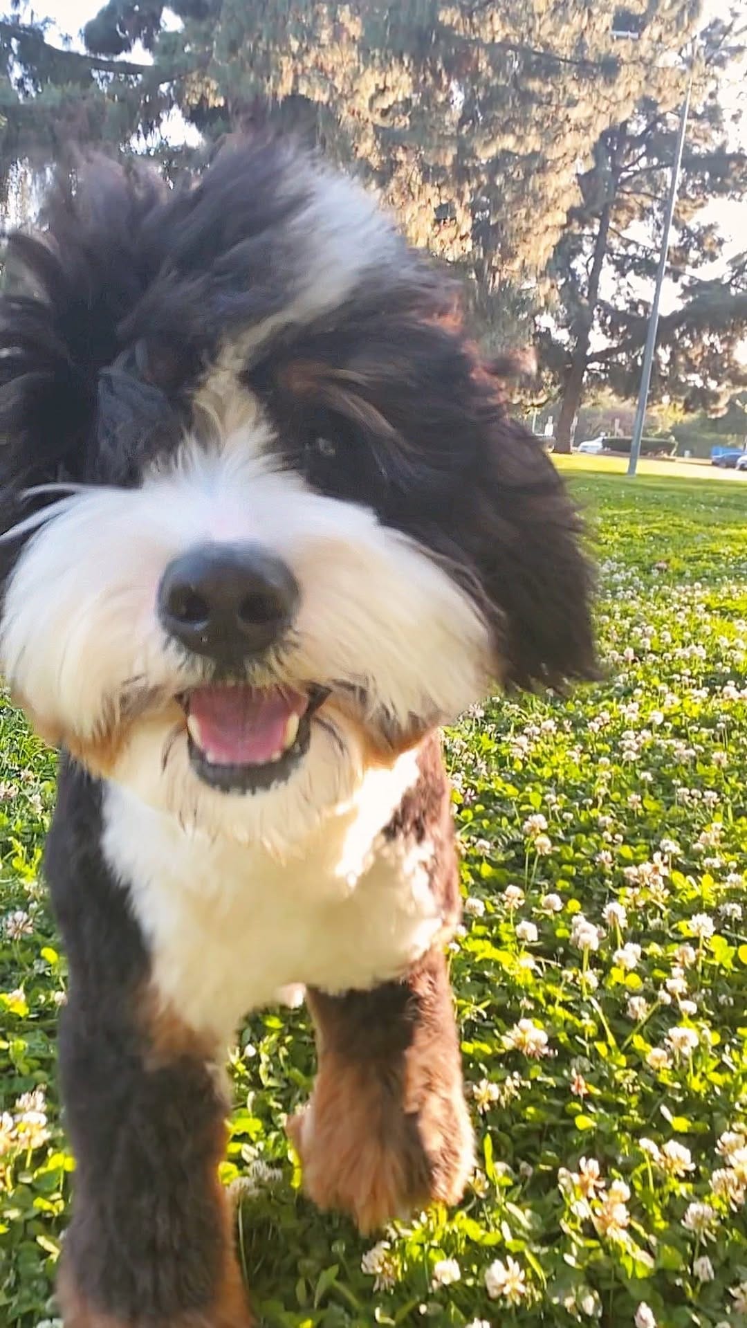 Post 10 by Woozle 🐾 on Instagram (video)