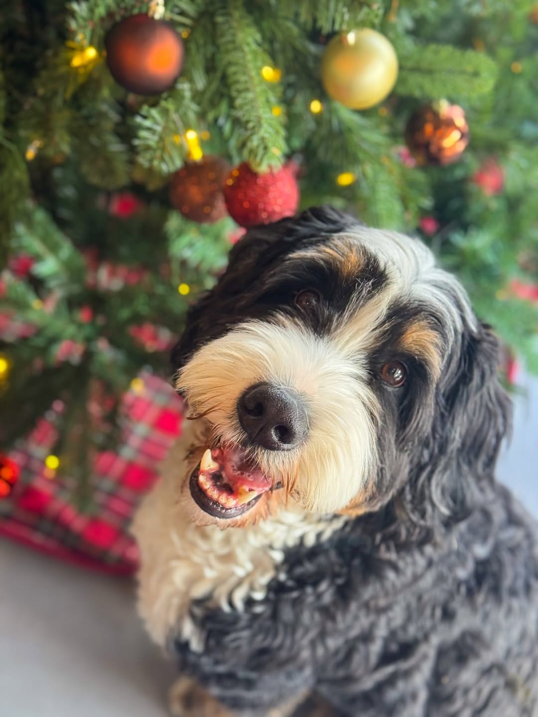 Post 2 by Woozle 🐾 on Instagram (image)