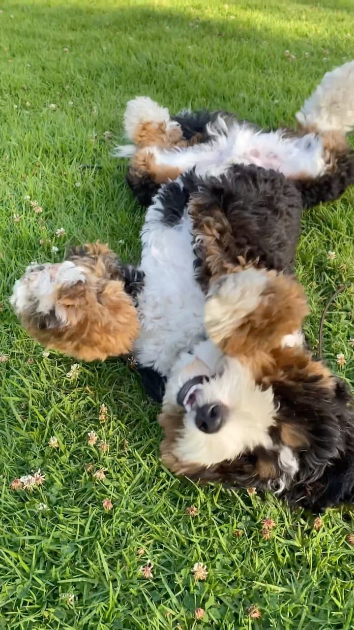 Post 8 by Woozle 🐾 on Instagram (video)
