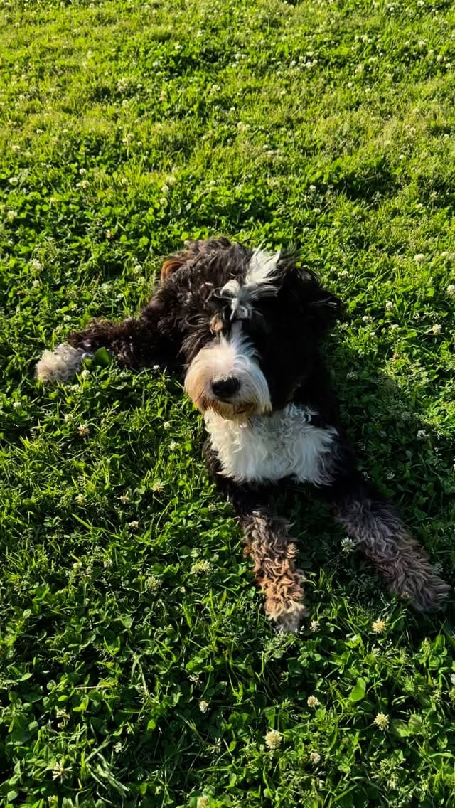 Post 5 by Woozle 🐾 on Instagram (video)