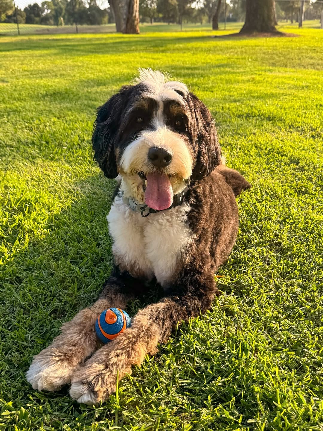 Post 4 by Woozle 🐾 on Instagram (image)