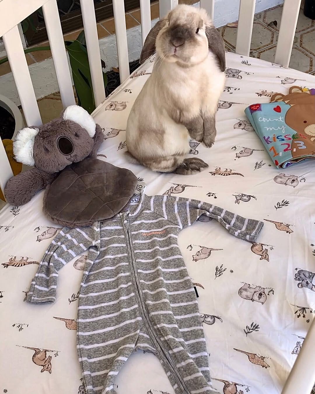 Post 1 by bunny boy bernie on Instagram (image)