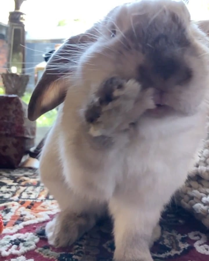 Post 10 by bunny boy bernie on Instagram (video)