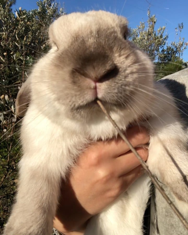 Post 6 by bunny boy bernie on Instagram (video)