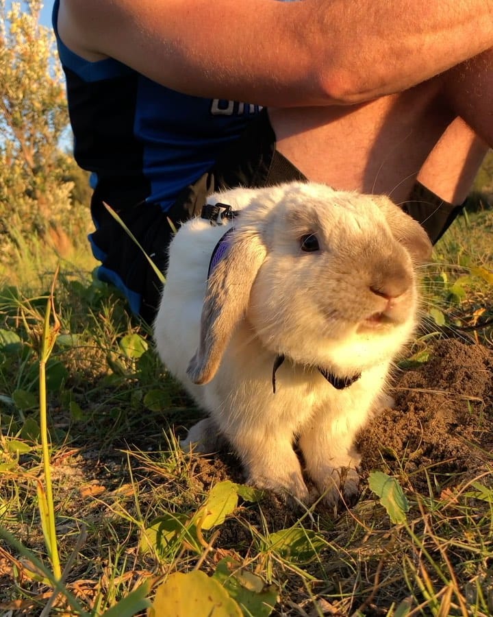 Post 4 by bunny boy bernie on Instagram (video)