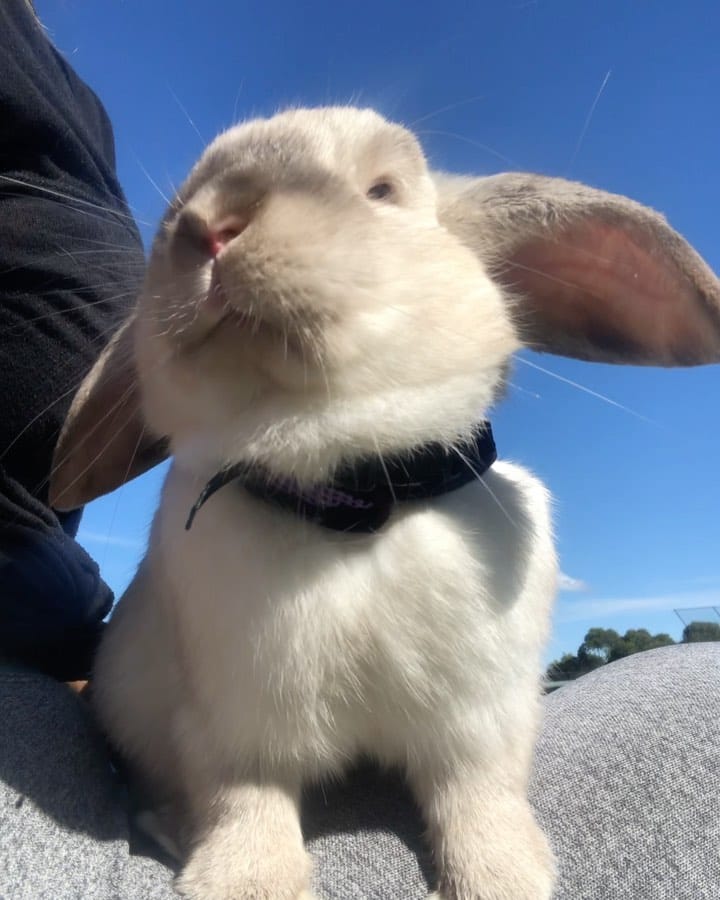 Post 3 by bunny boy bernie on Instagram (video)