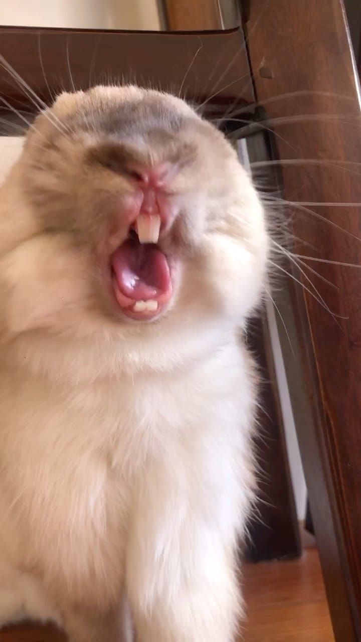 Post 9 by bunny boy bernie on Instagram (video)