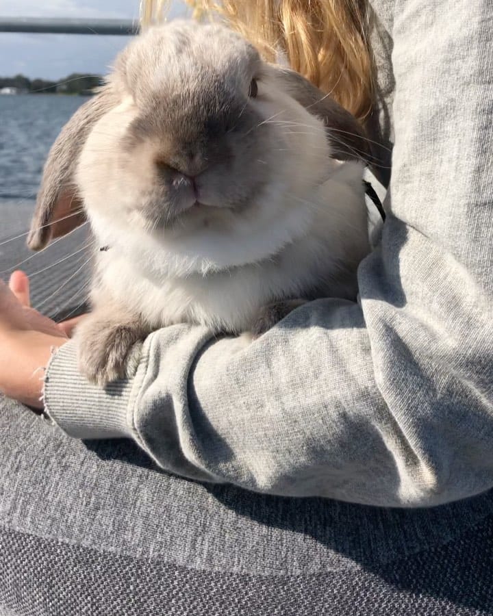 Post 5 by bunny boy bernie on Instagram (video)