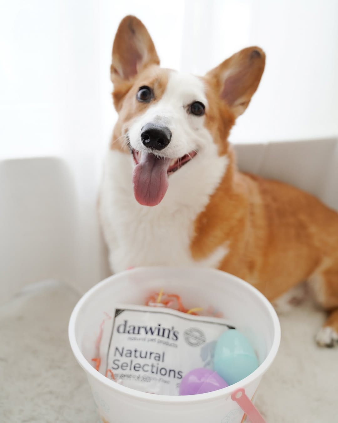 Post 1 by Mochi & Taro The Corgis on Instagram (image)