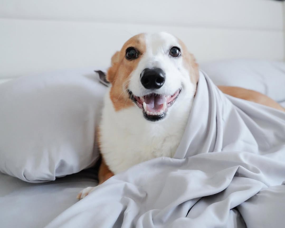 Post 2 by Mochi & Taro The Corgis on Instagram (carousel)