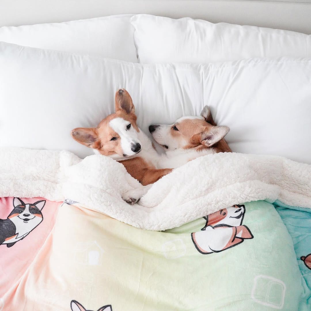 Post 7 by Mochi & Taro The Corgis on Instagram (image)